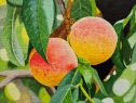 Frutas 6
